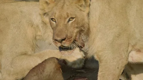 Wild Lions in Botswana Stock Footage 271734847