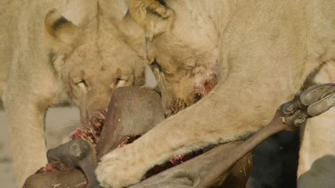 Wild Lions in Botswana Stock Footage 271735057