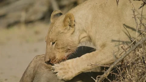 Wild Lions in Botswana Stock Footage 271735727