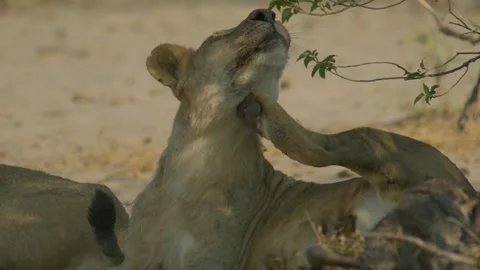 Wild Lions in Botswana Stock Footage 271735940