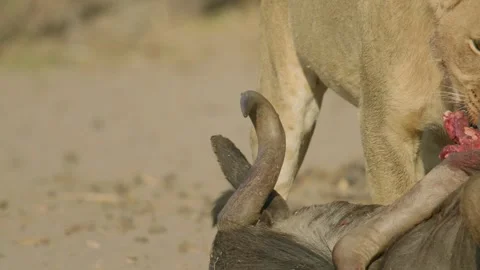 Wild Lions in Botswana Stock Footage 271736551