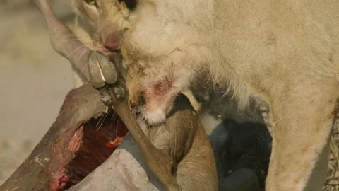 Wild Lions in Botswana Video stock 271736992