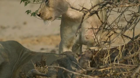 Wild Lions in Botswana Stock Footage 271737223