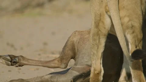 Wild Lions in Botswana Видео 271737921