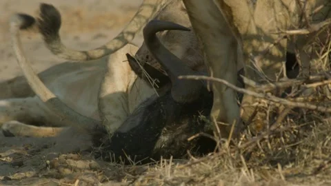 Wild Lions in Botswana Stock Footage 271739589