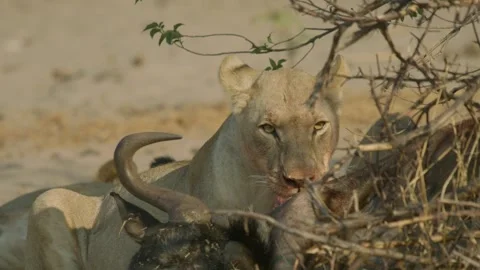 Wild Lions in Botswana Stock Footage 271739881