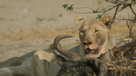 Wild Lions in Botswana Stock Footage 271740465