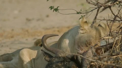 Wild Lions in Botswana Stock Footage 271741238