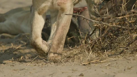 Wild Lions in Botswana Stock Footage 271741553