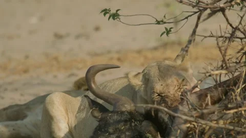 Wild Lions in Botswana Stock Footage 271741798