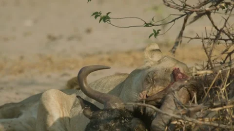 Wild Lions in Botswana Stock Footage 271741980