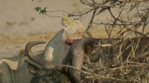 Wild Lions in Botswana Stock Footage 271742395