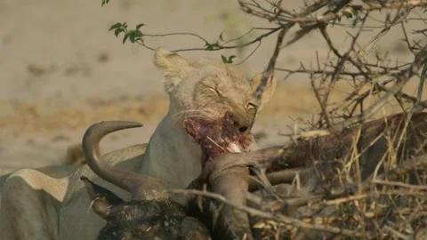 Wild Lions in Botswana Stock Footage 271742557