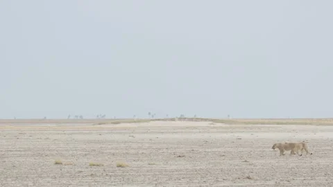 Wild Lions in Botswana Stock-Footage 271742869