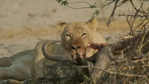 Wild Lions in Botswana Stock Footage 271758034