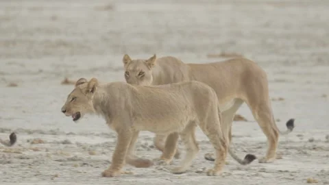 Wild Lions in Botswana Stock Footage 271772844