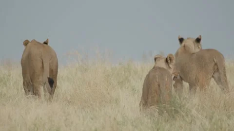 Wild Lions in Botswana Stock Footage 271815522