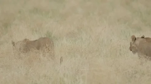 Wild Lions in Botswana Stock Footage 271844071