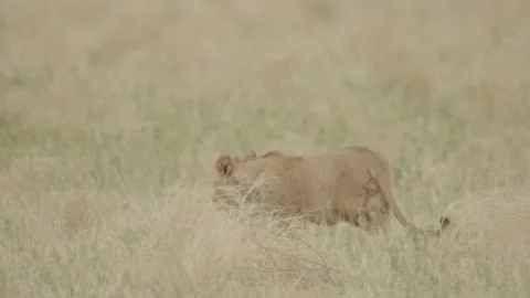 Wild Lions in Botswana Stock Footage 271859989