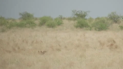 Wild Lions in Botswana Stock Footage 271931326