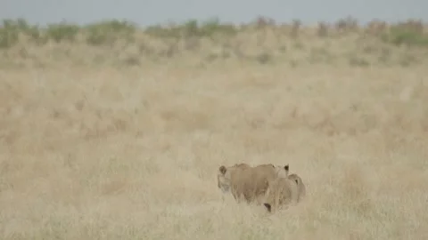 Wild Lions in Botswana Stock Footage 271932925