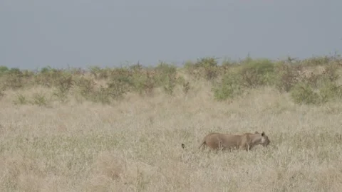 Wild Lions in Botswana Stock Footage 271982163
