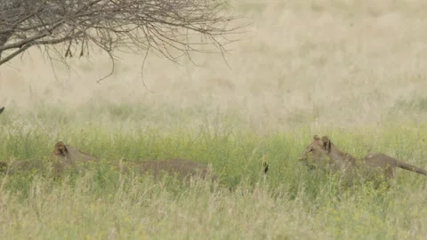 Wild Lions in Botswana Stock Footage 272014137
