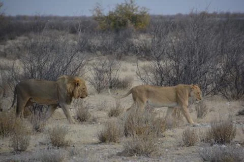 Wild lions Stock Photos