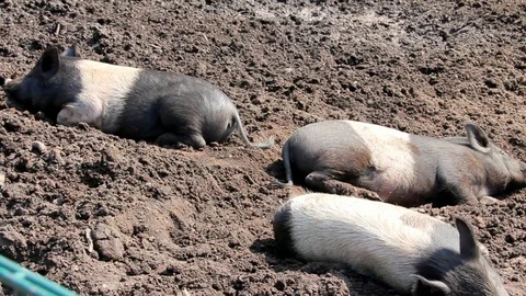 Wild Little Piglets Rest Stock Footage 72466927