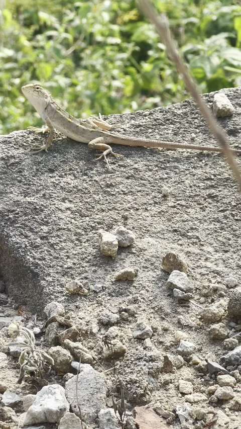 Wild lizard basking on a grey stone outdoors. A small wild lizard resting u.. Stock Footage 340806609