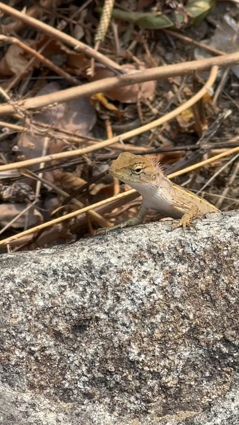 Wild lizard basking on a grey stone outdoors. A small wild lizard resting u.. Stock Footage 340807196