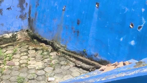 Wild lizard crawling along a vibrant blue wall Stock Footage 338421401