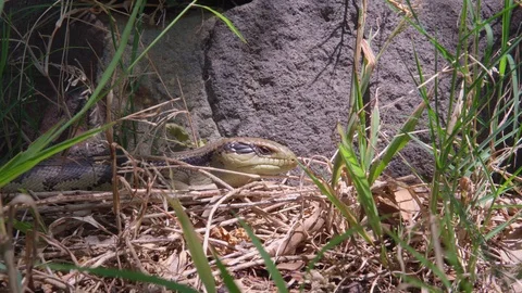 A wild lizard moving in the grass, Australia. Stock Footage 109275589