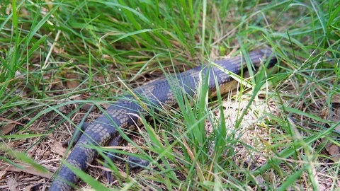 A wild lizard moving in the grass 動画素材 109275725