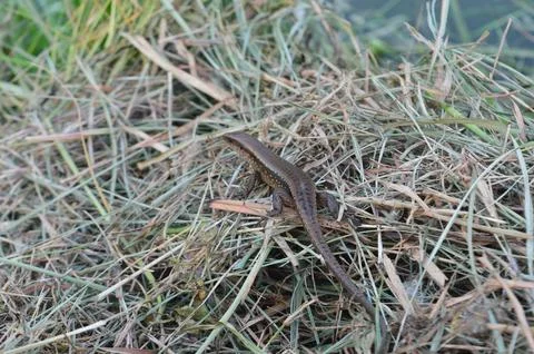 Wild lizard Stock-Fotos
