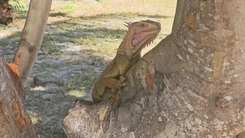Wild lizard resting in the crook of a tropical tree, with green and brown Stock Footage 341994264
