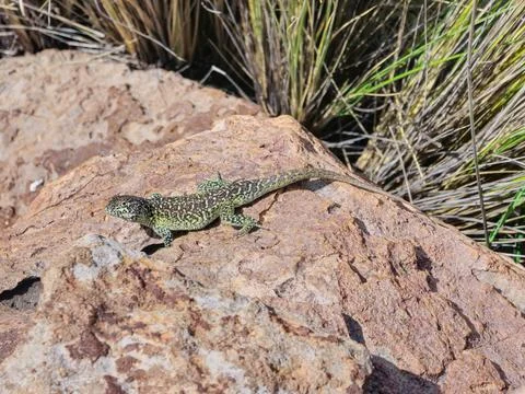 Wild lizard sunbathing on a rock in the high Andean mountains Stock Photos