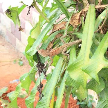 A wild lizard in thailand Stock Photos