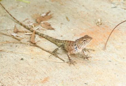 Wild lizard in thailand Stock Photos
