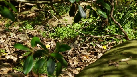 A wild lizard in undergrowth in Sydney 6K Stock Footage 301856130