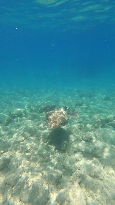 Wild Loggerhead Sea Turtle in Clear Waters of Agia Kiriaki Kefalonia Stock Footage 339282584