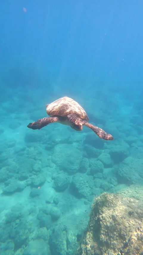 Wild Loggerhead Sea Turtle Cruising Through Mounda Beach Waters Greece Stock Footage 337324184