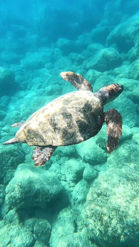 Wild Loggerhead Sea Turtle Cruising Through Pristine Waters at Mounda Beach Stock Footage 337324253