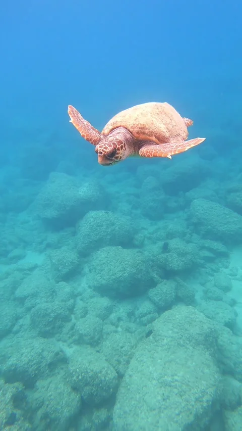 Wild Loggerhead Sea Turtle Cruising Through Skala Beach Waters Greece Stock Footage 337377946