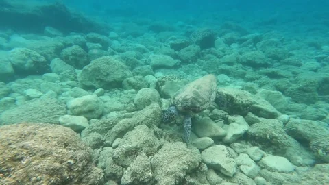 Wild Loggerhead Sea Turtle Cruising at Agios Thomas Beach Kefalonia Stock Footage 338029558