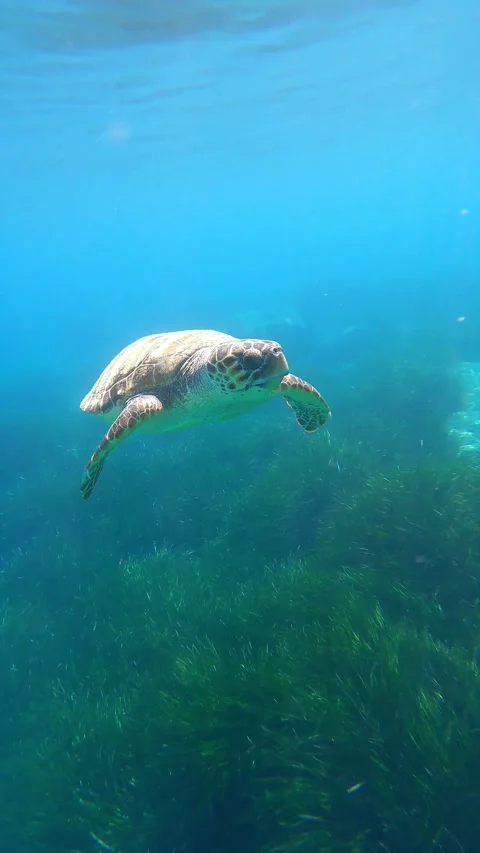 Wild Loggerhead Sea Turtle Exploring Crystal Clear Waters at Kaminia Beach Stock Footage 337507997