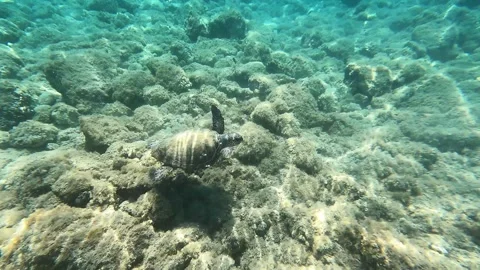 Wild Loggerhead Sea Turtle Exploring Waters of Kefalonia Greece Stock Footage 337826024