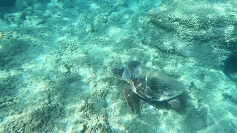 Wild Loggerhead Sea Turtle Feeding on Ocean Floor Kefalonia Greece Video stock 331632372