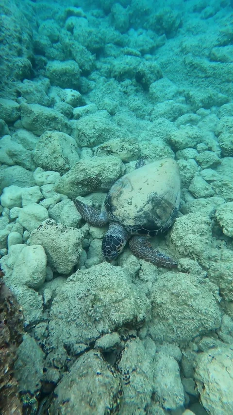 Wild Loggerhead Sea Turtle Foraging Underwater at Lefka Beach Kefalonia Video stock 342304975