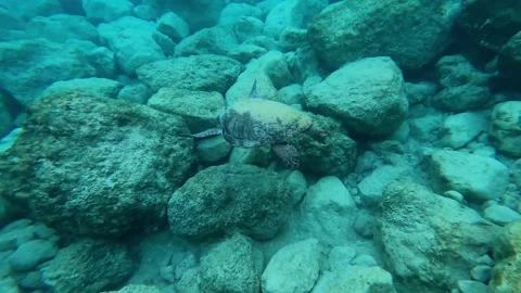 Wild Loggerhead Sea Turtle Foraging Underwater at Pessada Beach Kefalonia Vidéo 345656079